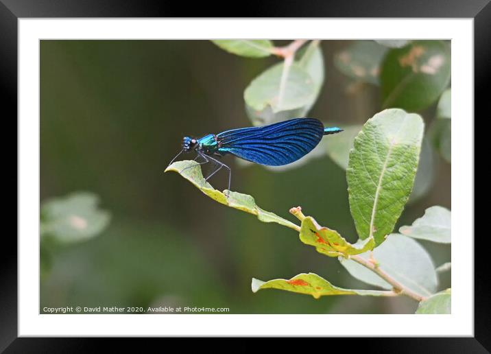 Beautiful Demoiselle at rest Framed Mounted Print by David Mather
