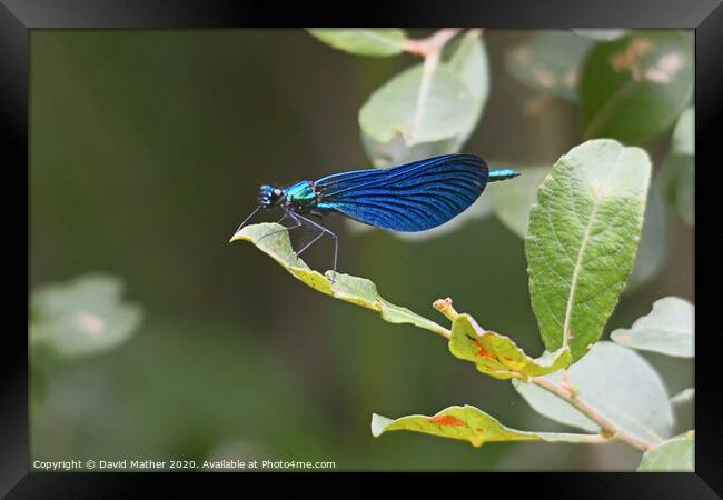 Beautiful Demoiselle at rest Framed Print by David Mather