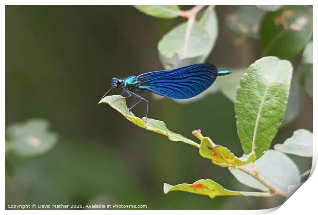Beautiful Demoiselle at rest Print by David Mather