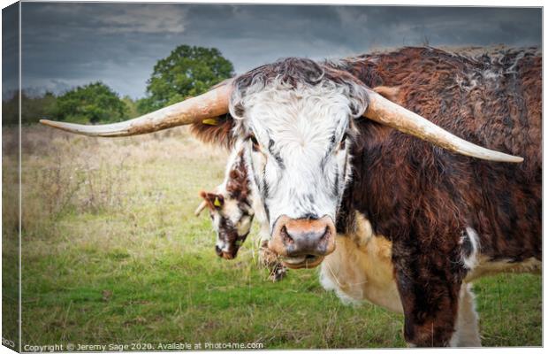 English Longhorn Cow Canvas Print by Jeremy Sage