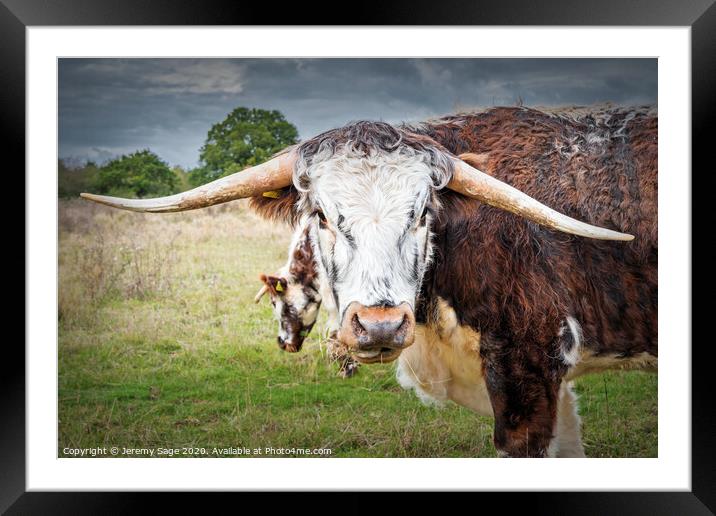 English Longhorn Cow Framed Mounted Print by Jeremy Sage