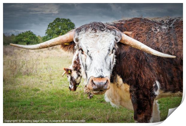 English Longhorn Cow Print by Jeremy Sage