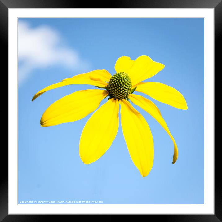 Radiant Yellow Rudbeckia Framed Mounted Print by Jeremy Sage