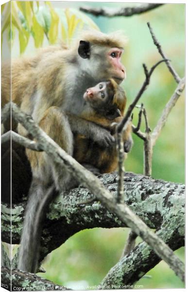 A Toque Macaque and infant sitting on a branch, Sri Lanka Canvas Print by David Mather