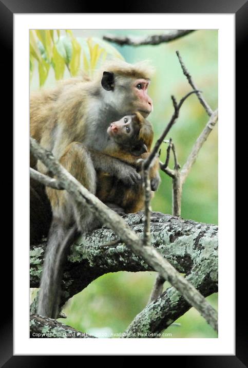 A Toque Macaque and infant sitting on a branch, Sri Lanka Framed Mounted Print by David Mather