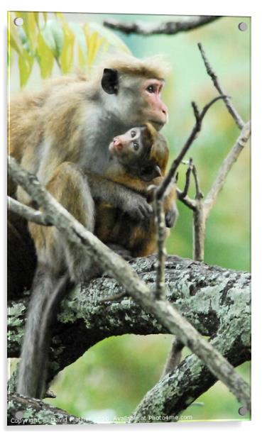 A Toque Macaque and infant sitting on a branch, Sri Lanka Acrylic by David Mather