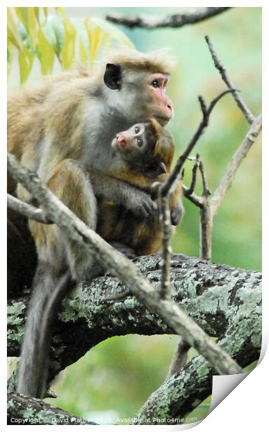 A Toque Macaque and infant sitting on a branch, Sri Lanka Print by David Mather