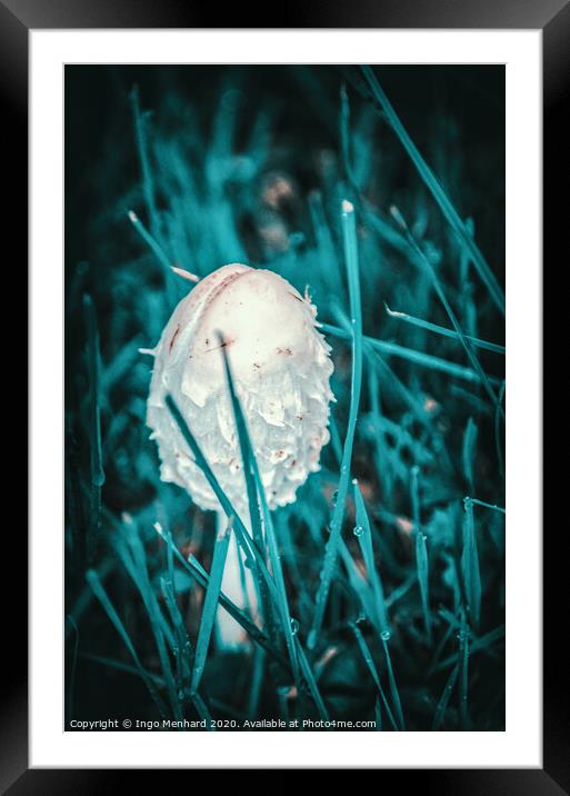 Young parasol mushroom Framed Mounted Print by Ingo Menhard