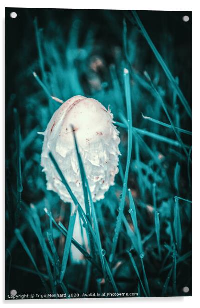 Young parasol mushroom Acrylic by Ingo Menhard