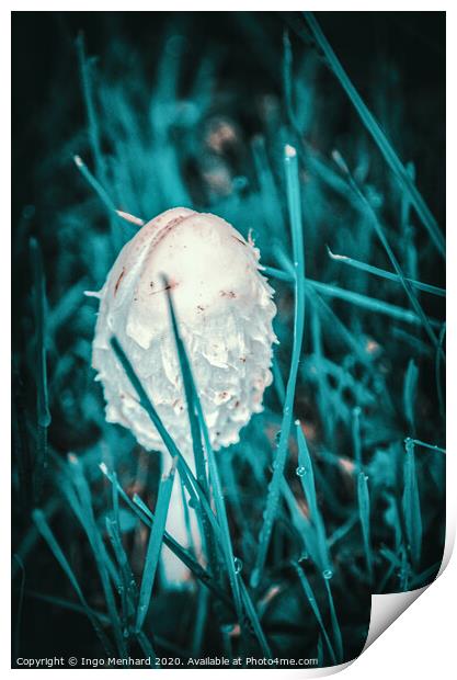 Young parasol mushroom Print by Ingo Menhard