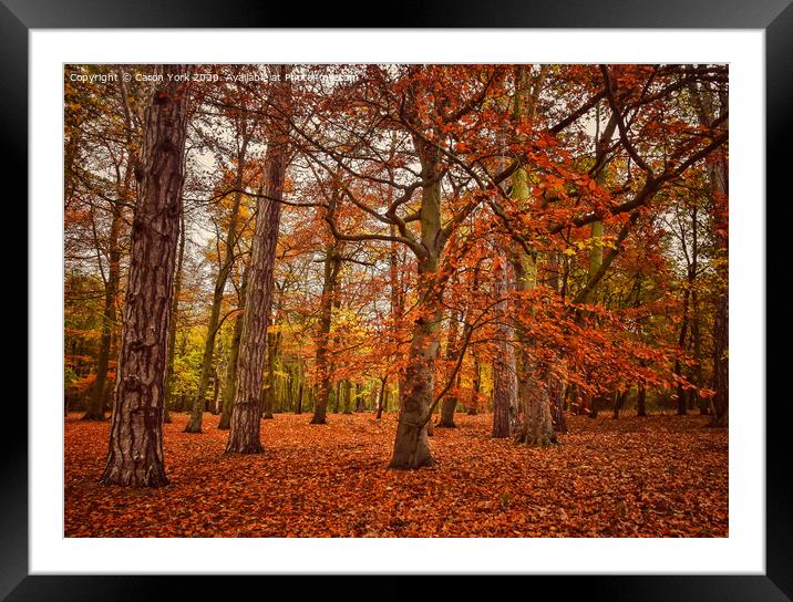 Autumn trees.  Framed Mounted Print by Caron York