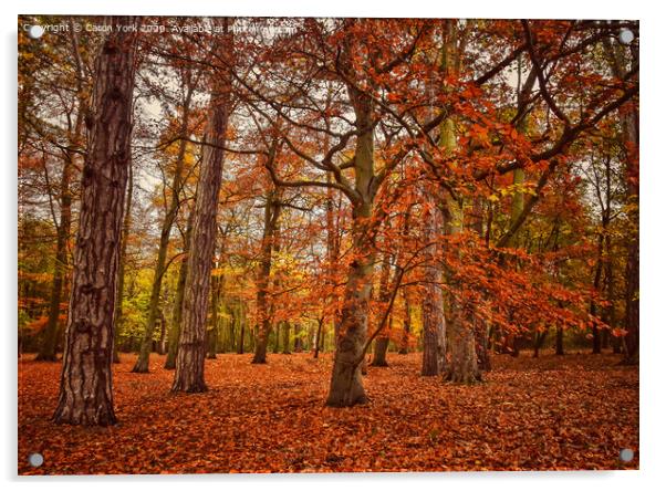 Autumn trees.  Acrylic by Caron York