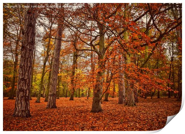 Autumn trees.  Print by Caron York