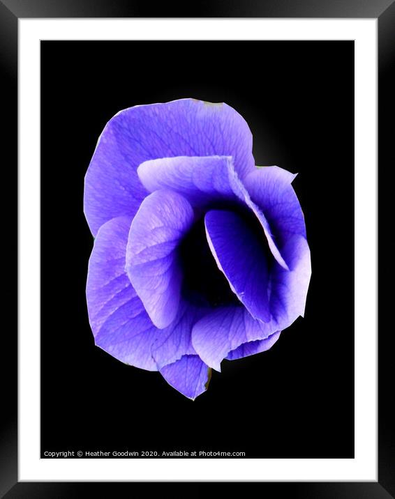 Blue Anemone Framed Mounted Print by Heather Goodwin