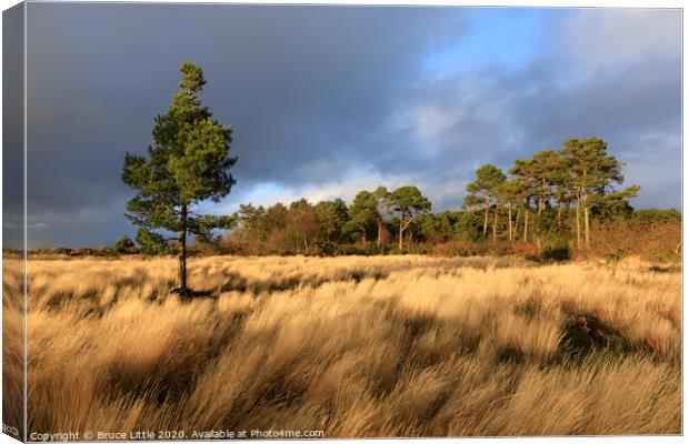 Dramatic light on Mutters Moor  Canvas Print by Bruce Little