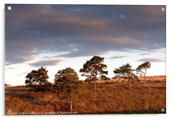 Five Pines, Woodbury Common Acrylic by Bruce Little