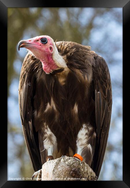 Vulture Framed Print by Chris Dorney