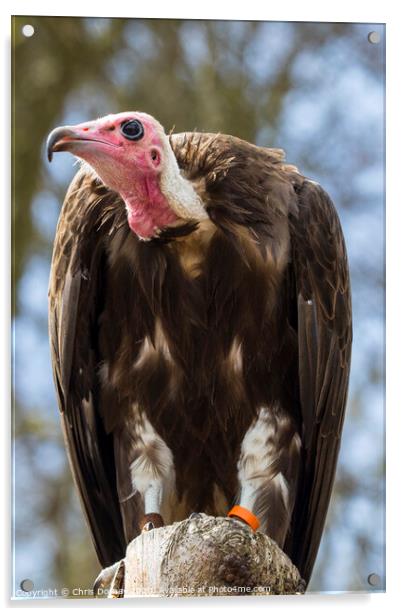 Vulture Acrylic by Chris Dorney