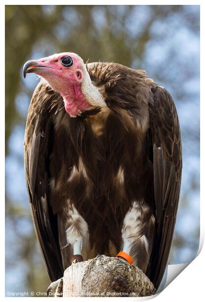 Vulture Print by Chris Dorney