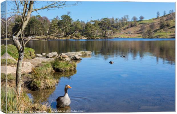 Tarn Hows in the Lake District Canvas Print by Chris Dorney
