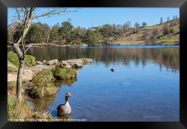 Tarn Hows in the Lake District Framed Print by Chris Dorney