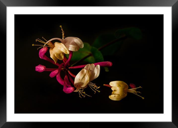 Night Scented Honeysuckle Framed Mounted Print by Jacqi Elmslie