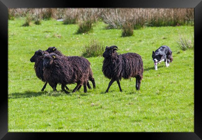 Working Sheep Dog Framed Print by Chris Dorney