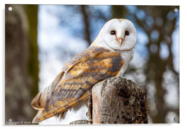 Barn Owl  Acrylic by Chris Dorney