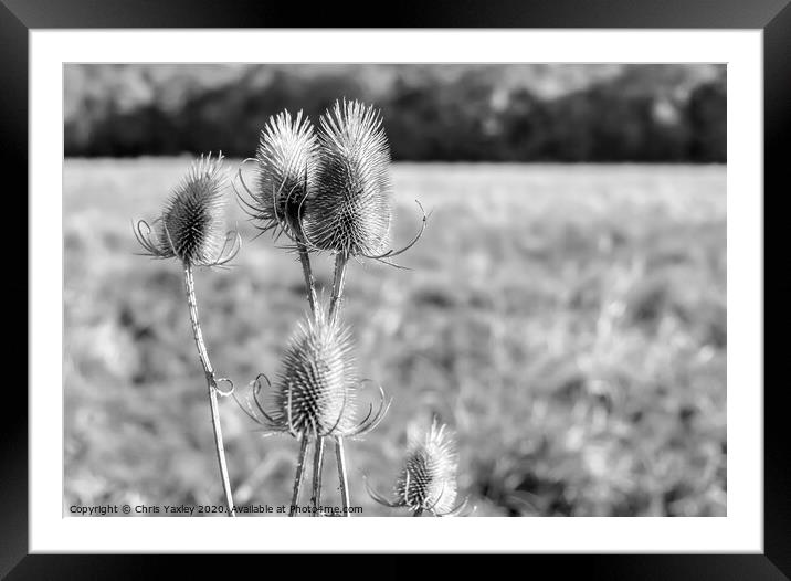 Norfolk Teasels bw Framed Mounted Print by Chris Yaxley