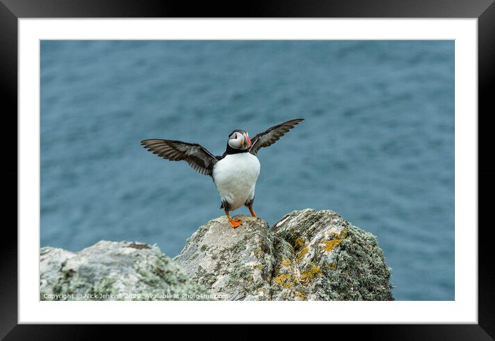 Puffin Stretching its wings on a clifftop rock Framed Mounted Print by Nick Jenkins