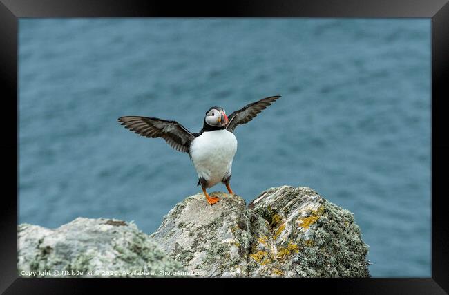 Puffin Stretching its wings on a clifftop rock Framed Print by Nick Jenkins