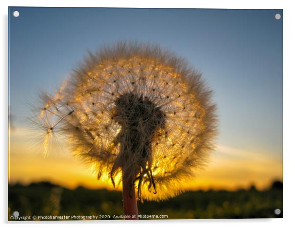Dandelion Sunset Acrylic by Elizabeth Debenham