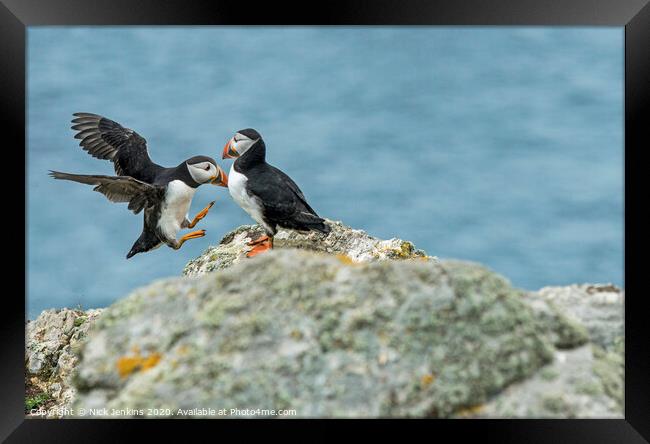 Puffins flying and sitting on rock on Skomer Islan Framed Print by Nick Jenkins