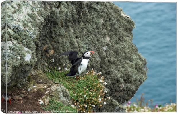 Solitary Puffin on a cliff on Skomer Canvas Print by Nick Jenkins