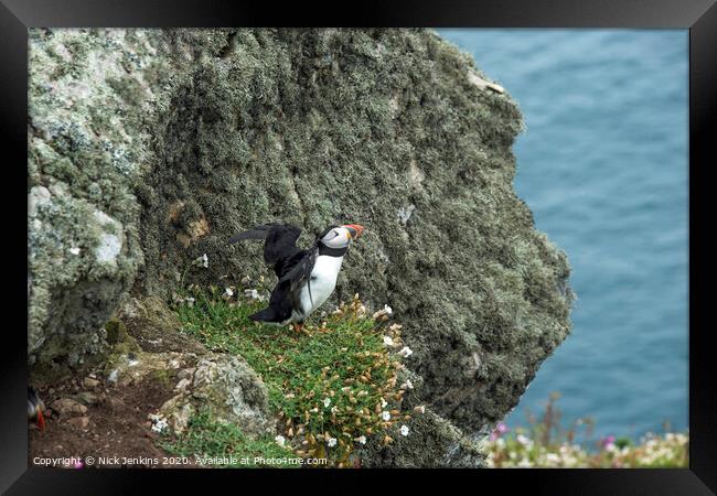Solitary Puffin on a cliff on Skomer Framed Print by Nick Jenkins