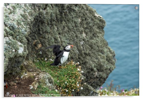 Solitary Puffin on a cliff on Skomer Acrylic by Nick Jenkins
