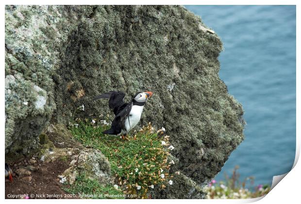 Solitary Puffin on a cliff on Skomer Print by Nick Jenkins
