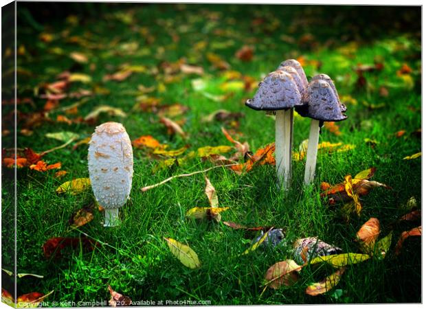 Fungi Canvas Print by Keith Campbell