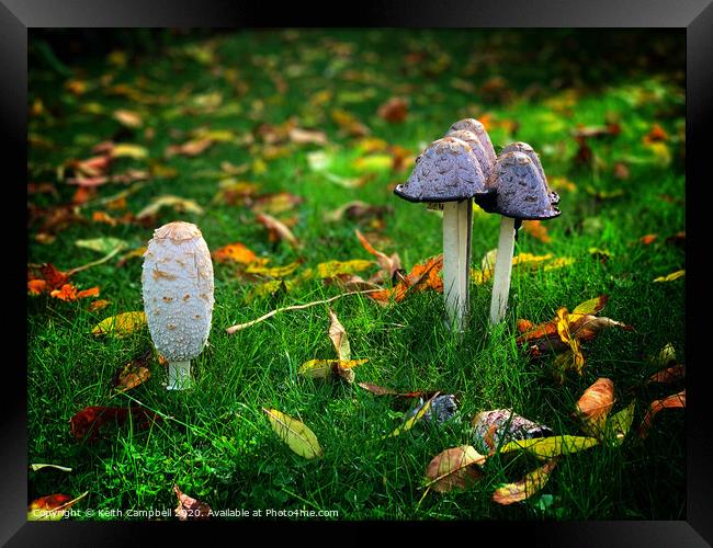 Fungi Framed Print by Keith Campbell