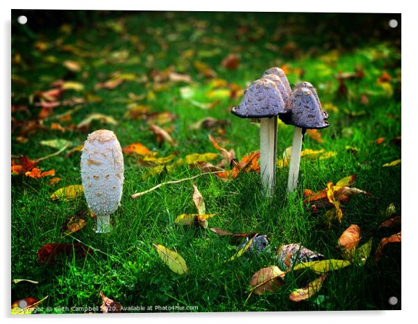 Fungi Acrylic by Keith Campbell