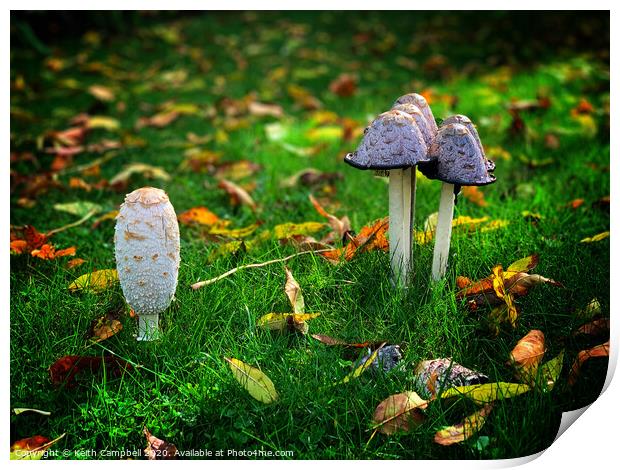 Fungi Print by Keith Campbell