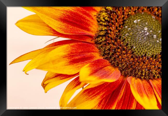 Orange Yellow Sunflower Framed Print by Jaxx Lawson