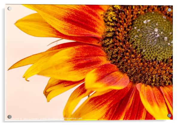 Orange Yellow Sunflower Acrylic by Jaxx Lawson