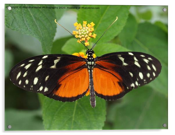 South American Longwing Butterfly Acrylic by Elizabeth Debenham
