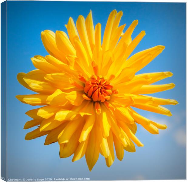 Chrysanthemum Orange Canvas Print by Jeremy Sage