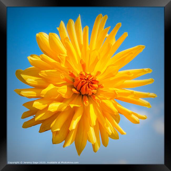 Chrysanthemum Orange Framed Print by Jeremy Sage