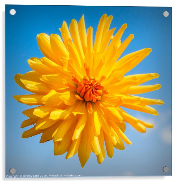 Chrysanthemum Orange Acrylic by Jeremy Sage