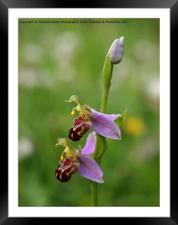 Bee Orchid close-up Framed Mounted Print by Elizabeth Debenham