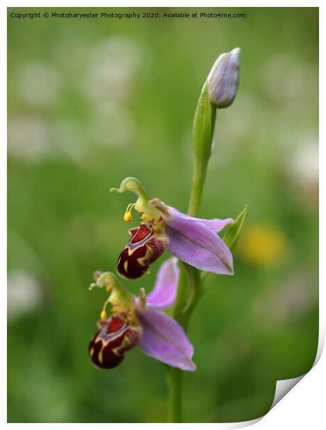 Bee Orchid close-up Print by Elizabeth Debenham
