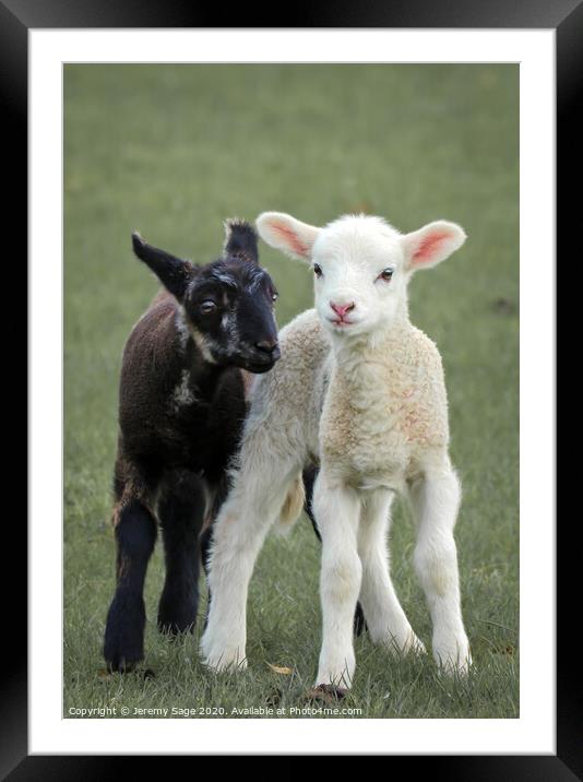 Graceful Lambs in the Field Framed Mounted Print by Jeremy Sage